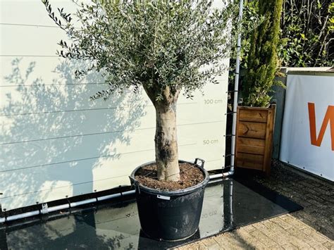 Olea Europaea Olivenbaum Mit Glatter Stamm Tropic Trees