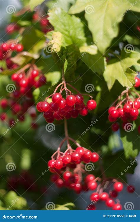 Racimos Rojos Brillantes De Bayas De Viburnum En Ramas Con Le Verde