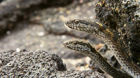 Galapagos Island Racer Snake Tyredtrade