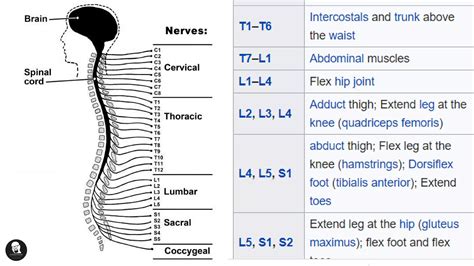 Human spinal cord - Structure and Functions | PPT