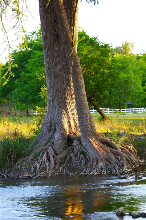 Cypress Tree Stream Pasture Farm Free Photo On Pixabay Pixabay