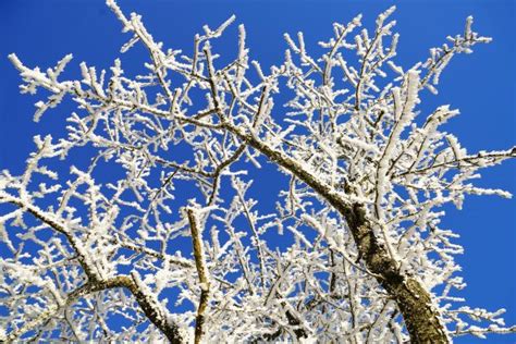 Kostenlose Foto Baum Wasser Ast Kalt Winter Textur Frost Reif