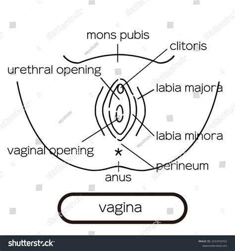 Vagina Drawing Over Royalty Free Licensable Stock Illustrations Drawings Shutterstock