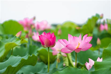 99+ Hình Nền Hoa Sen Đẹp Tuyệt Trần Cho Ai Say Đắm Mãi