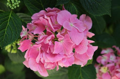 Details 200 Imagen Rosas Hortensias Abzlocal Mx