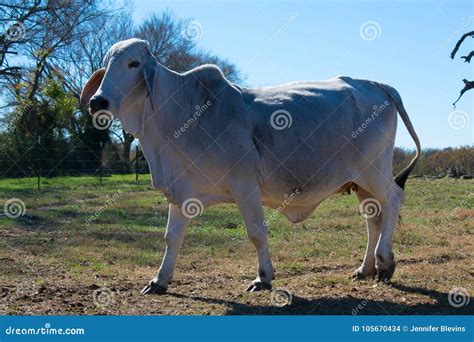 Brahma Cow Portrait stock photo. Image of domestic, hair - 105670434