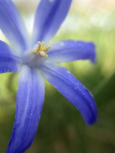 Up Close Macro Susanne Nilsson Flickr