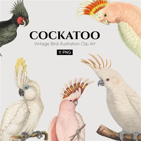 Cockatoo Cartoon Images Browse 4 622 Stock Photos Vectors And