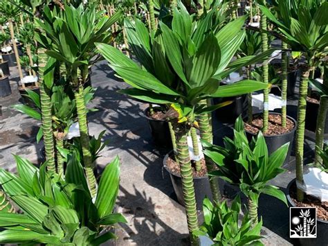 Dracaena Green Jewel Costa Rica Cane Company