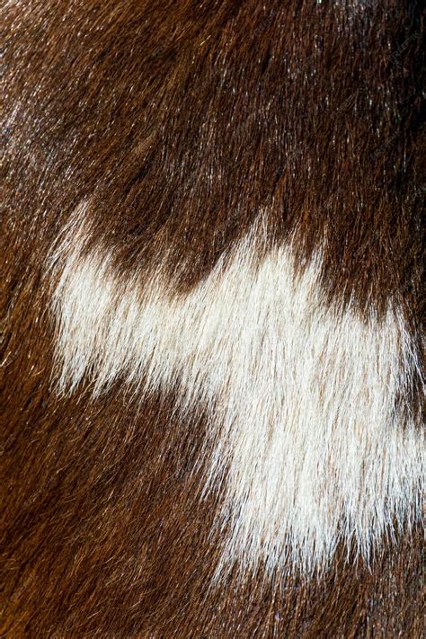 Premium Photo | Brown with white spots fur close up