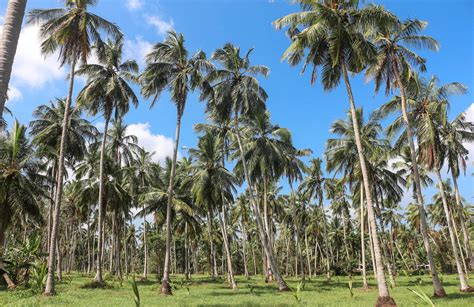 In Sri Lanka This Centuries Old Spirit Is Shaking Up The Local