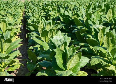 Tobacco Plantation Virginia Hi Res Stock Photography And Images Alamy