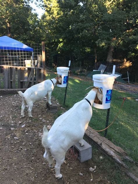 Homemade grain feeders for goats | Goat house, Goat shelter, Goat barn