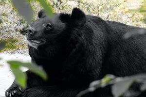 The Cultural Significance of Black Bears: Symbolism, Mythology, and ...