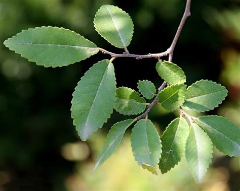 Ulmus Parvifolia Gardensonline