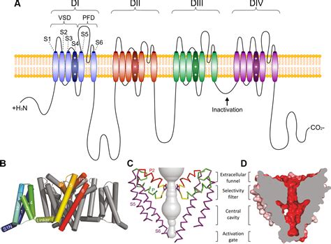 Sodium Channel Structure