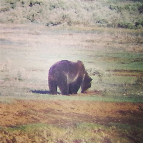 Scarface The Grizzly Yellowstone Yellowstonenationalpar Flickr