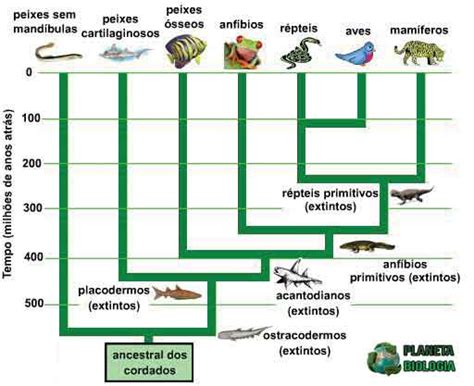 Filo Dos Cordados Resumo Caracter Sticas Classifica O