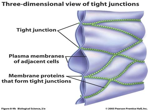 Intercellular junction