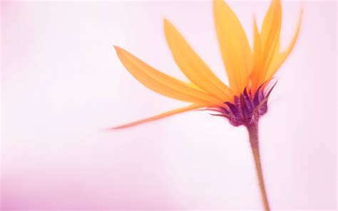 Yellow Flowers Windows 8 1 Preview Desktop Widescreen Wallpaper Preview