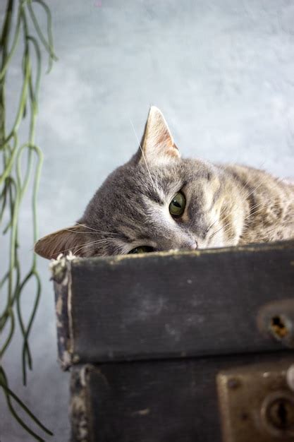 Um Gato Cinza Deitado Em Uma Mala Preta Foto Premium