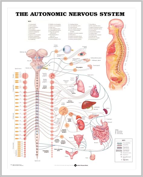 Nervous System Diagram Chart