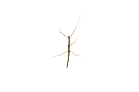 Indian Stick Insect, Carausius Morosus Also Known As A, 51% OFF