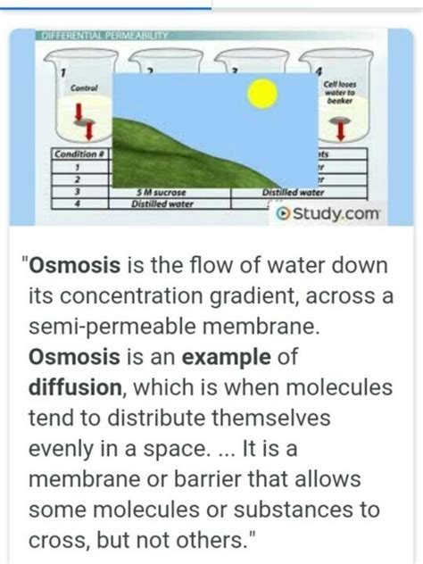 Osmosis Examples In Real Life