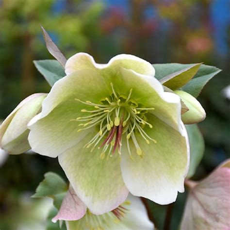 Lenten Rose Mollys White 1 Ted Lare Design And Build