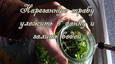 Удобрение из травяного настоя. - YouTube
