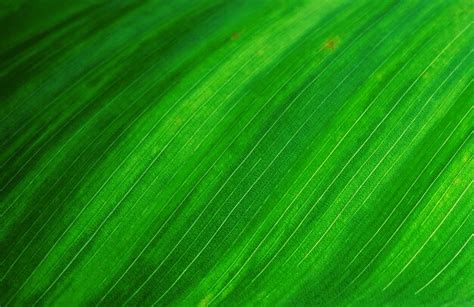 Textura Da Folha Verde Foto Premium