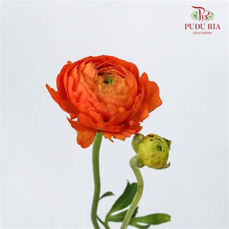 Ranunculus Orange 5 Stems Wholesale Flowers Delivery In Jb And Singapore