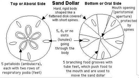 Sand Dollar