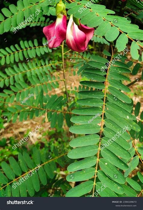 Medicinal Plant Called Agastya Cheera Called Stock Photo 2394109673 ...