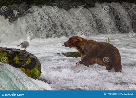 Oso Pardo En El Parque Nacional De Alaska Katmai Foto de archivo ...