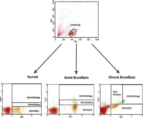 Two Color Flow Cytometric Analysis Of Cd4cd25 Cells And Subdivision