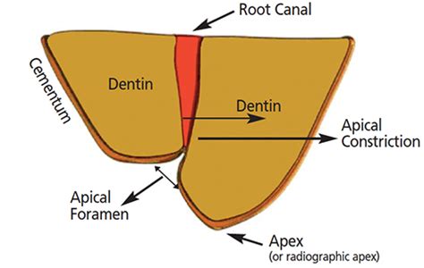 Apical Foramen