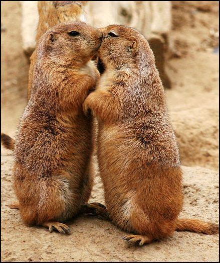 Groundhog Kiss Animals Kissing Animals Wild Prairie Dog