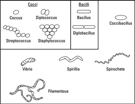 Diplococci Shape