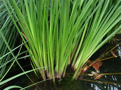 Cladium Jamaicense ʻuki Or Jamaica Sawgrass Cyperaceae Ind Flickr