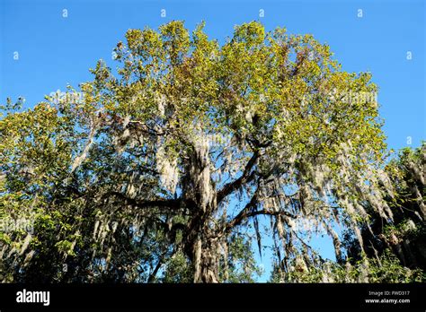 Spanish Moss Tillandsia Usneoides Growing On Live Oak Trees At