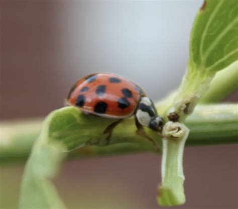 What’s In My Backyard?-Asian Lady Beetle – 5sparrows