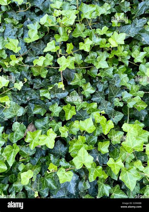 Green ivy background or wallpaper Stock Photo - Alamy