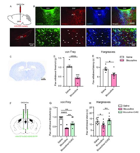 Optogenetic And Pharmacological Manipulation Of The Zir Gaba Pvt