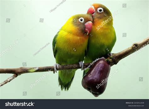 Birds Branch Kissing Images Browse 3 285 Stock Photos Vectors Free