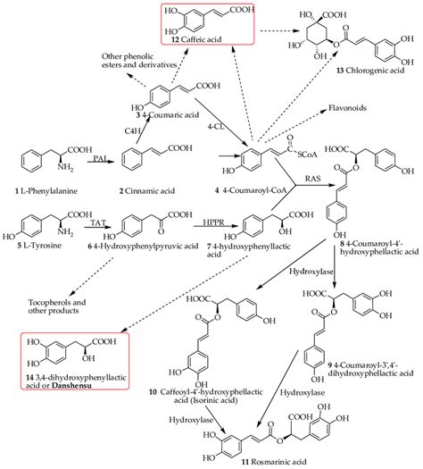 Overview Of The Biosynthesis Pathway Of Rosmarinic Acid And Related