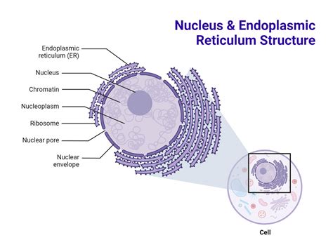 Endoplasmic Reticulum Er Structure And Functions