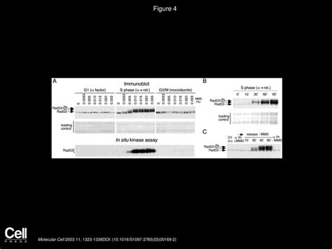José Antonio Tercero, Maria Pia Longhese, John F.X Diffley - ppt download