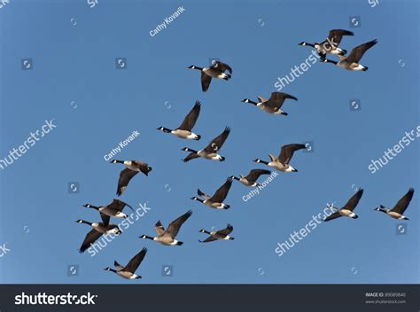 Flock Geese Flying South Winter Stock Photo 89089840 | Shutterstock