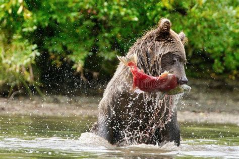 Bear Taking a Fish Out of the Lake Stock Photo - Image of bear, plant ...